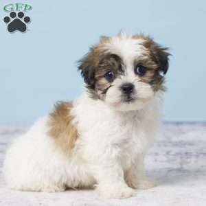 Carter, Teddy Bear Puppy